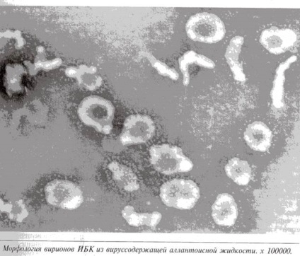 Gastroenterita infecțioasă a porcilor