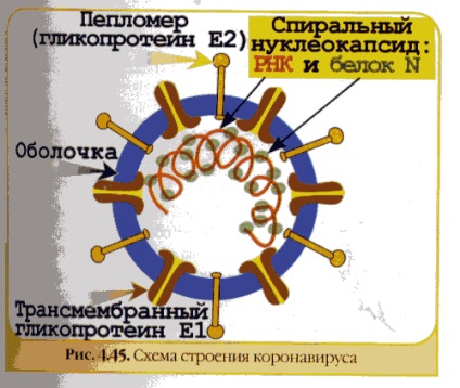 Gastroenterita infecțioasă a porcilor