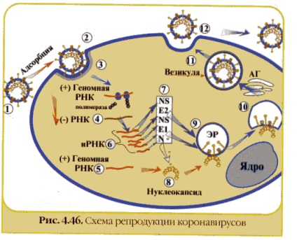 Gastroenterita infecțioasă a porcilor