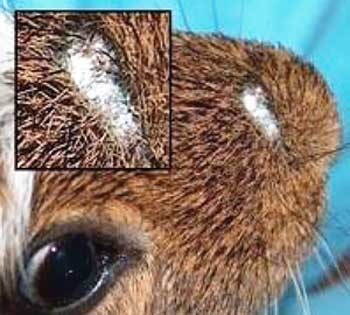 Papilomatoza infecțioasă (negi) de iepuri, omedvet