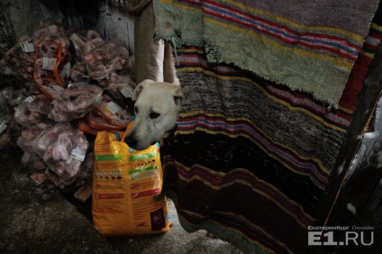 Căutați cine le hrănește pe Ekaterinburg - cum să conducăți un pachet de câini vagabonzi din zona lor