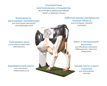 Vacă artificială pentru inseminarea artificială
