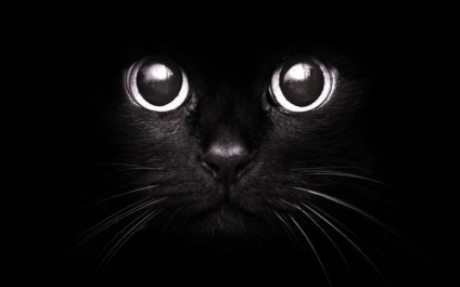 Istoria apariției semnelor și superstițiilor despre pisici, semne moderne