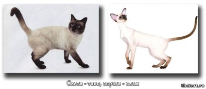 Mi a különbség, milyen színű a macska, amíg be nem akad egereket (színe a macska)