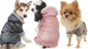 Care sunt calitățile și caracteristicile îmbrăcămintei pentru câini