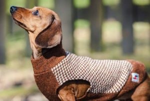 Care sunt calitățile și caracteristicile îmbrăcămintei pentru câini