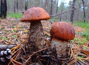 Cum de a căuta ciuperci în pădure, la sănătatea ta