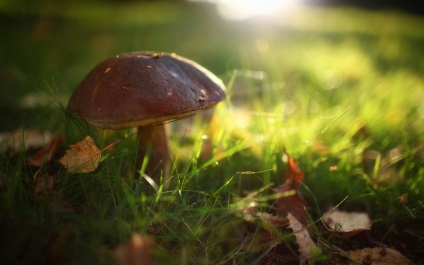 Cum de a căuta ciuperci în pădure, la sănătatea ta