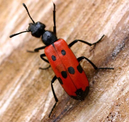 Ce insecte ar trebui să se teamă în vară - insecte, insecte periculoase, vară