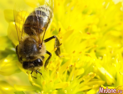 Ce insecte ar trebui să se teamă în vară - insecte, insecte periculoase, vară