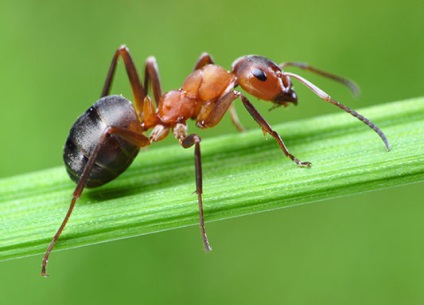 Ce insecte ar trebui să se teamă în vară - insecte, insecte periculoase, vară