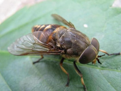 Ce insecte ar trebui să se teamă în vară - insecte, insecte periculoase, vară