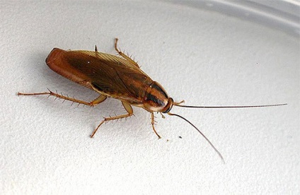 Ce insecte ar trebui să se teamă în vară - insecte, insecte periculoase, vară
