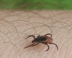 Ce insecte periculoase pot fi găsite în Rusia