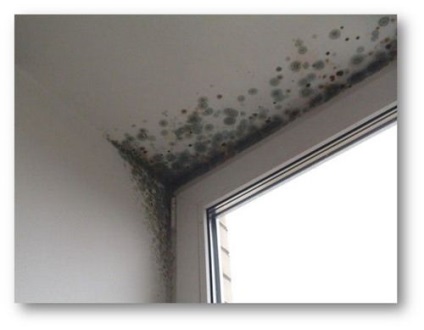Cum să scapi de mucegai, ciuperci și flori pante de ferestre din plastic ce se întâmplă dacă mokreyut