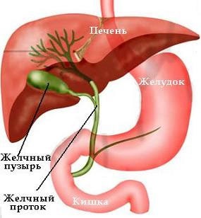 Cum să tratați inflamația vezicii biliare cu metode și mijloace populare