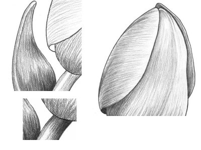 Hogyan kell felhívni a ceruzát tulipán szakaszaiban