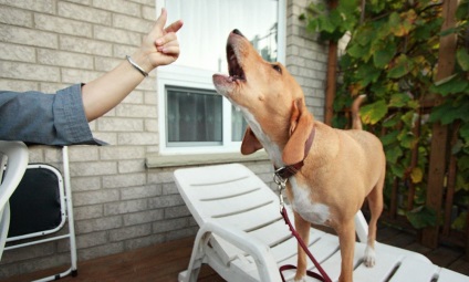 Cum să înveți un câine o comandă vocală (video)