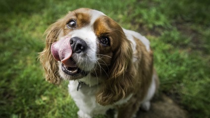 Cum să înveți un câine o comandă vocală (video)