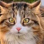 Cum de a apela o pisică o fată britanică frumoasă, roșie, urechile, gri, alb și mic