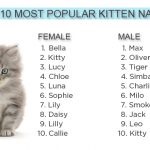 Hogyan kell elnevezni a macska brit lány szép, vörös hajú, Fold, szürke, fehér és kicsi