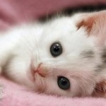 Cum de a apela o pisică o fată britanică frumoasă, roșie, urechile, gri, alb și mic