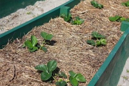 Cum de a facilita îngrijirea plantelor pe soluri de lut - grădină și grădină