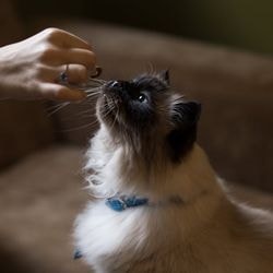 Cum de a instrui o pisică să execute o comandă 