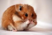 Cum se determină sarcina unui hamster