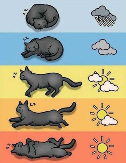 Cum se determină vremea de către animale