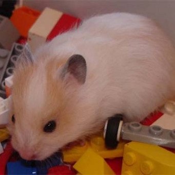 Cum să determinați dacă un hamster este însărcinat