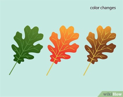 Cum se determină tipul de stejar în funcție de frunzele sale