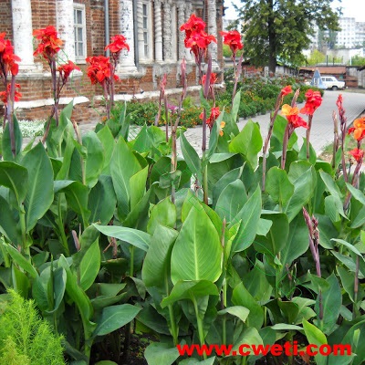 Care parte a tunului de plante! Plantarea și împărțirea cannes - grădina video-alenin