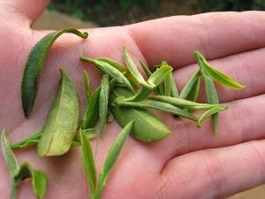 Mi a zöld tea jobb, mint bárki a híres kínai teák és teák csak jó beszélgetés