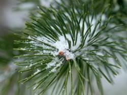 Cum sa pregatim conifere pentru iarna pentru ce este necesar, cum sa implementezi, cat de periculos este iarna