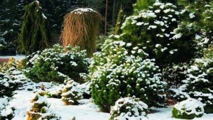 Cum sa pregatim conifere pentru iarna pentru ce este necesar, cum sa implementezi, cat de periculos este iarna