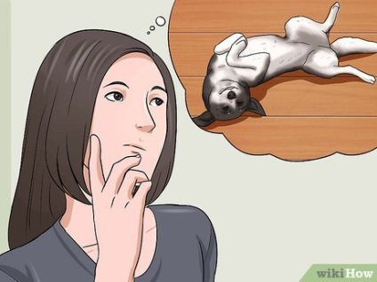 Cum să pet petrusul unui câine
