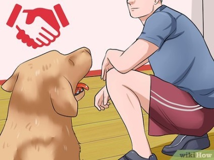 Cum să pet petrusul unui câine