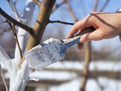 Cum să plantezi un prun în toamnă - instrucțiuni detaliate - viața mea