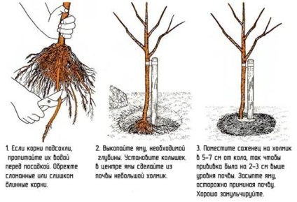 Cum să plantezi un prun în toamnă - instrucțiuni detaliate - viața mea