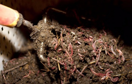 Hogyan javítja a talaj termékenységét használati alkalmazásáról szóló gilisztahumusz
