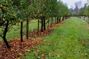 Hogyan növény gyümölcsfák ősszel, hogy megtudja, az összes fontos ajánlásokat