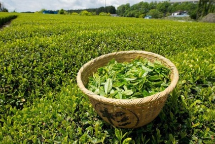 Cum să preparați ceai verde, sfaturi