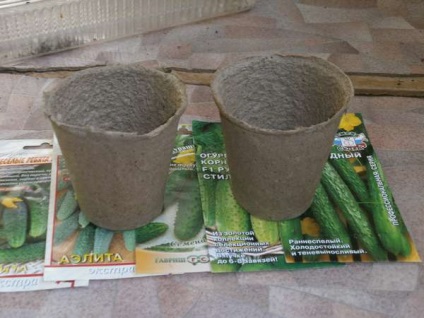 Cum să planteze castraveți