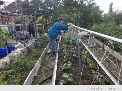 Cum să planteze castraveți