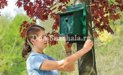 Cum să faci o pasăre cu mâinile tale, acasă primul