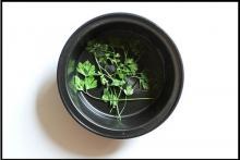 Cum să uscați plantele medicinale în cuptorul cu microunde, sfaturi pentru femei