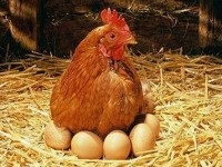 Hogyan törődik csirkék, tyúkok