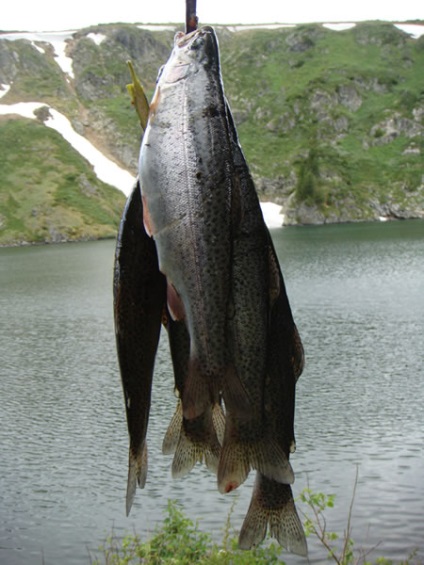 Ce arata pescuitul de succes in muntele Altai?