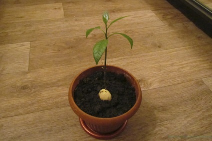 Cum să crești avocado de la un os (blog despre plantele malina)